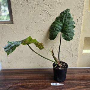 #D89 Large Philodendron Corsinianum / Bronze Shield
