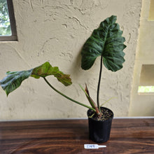 Load image into Gallery viewer, #D89 Large Philodendron Corsinianum / Bronze Shield