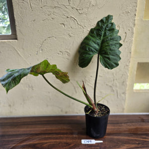 #D89 Large Philodendron Corsinianum / Bronze Shield