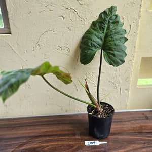 #D89 Large Philodendron Corsinianum / Bronze Shield