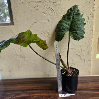 #D89 Large Philodendron Corsinianum / Bronze Shield