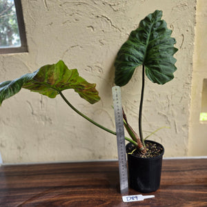 #D89 Large Philodendron Corsinianum / Bronze Shield