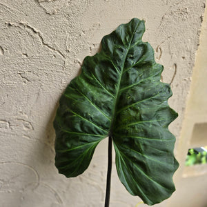 #D89 Large Philodendron Corsinianum / Bronze Shield
