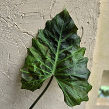 Load image into Gallery viewer, #D89 Large Philodendron Corsinianum / Bronze Shield