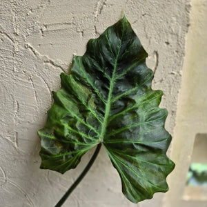 #D89 Large Philodendron Corsinianum / Bronze Shield