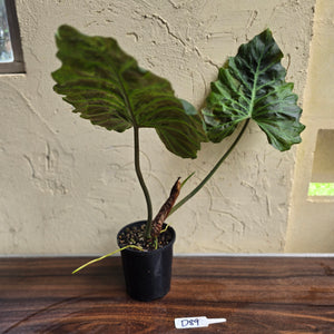 #D89 Large Philodendron Corsinianum / Bronze Shield