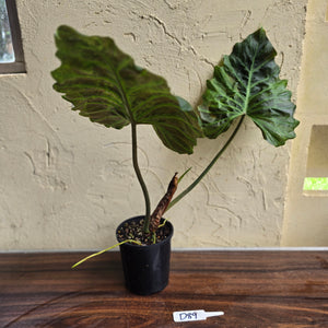 #D89 Large Philodendron Corsinianum / Bronze Shield