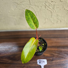 Load image into Gallery viewer, #R14 Philodendron Painted Lady