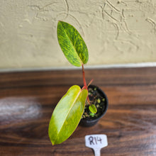 Load image into Gallery viewer, #R14 Philodendron Painted Lady