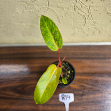 Load image into Gallery viewer, #R14 Philodendron Painted Lady
