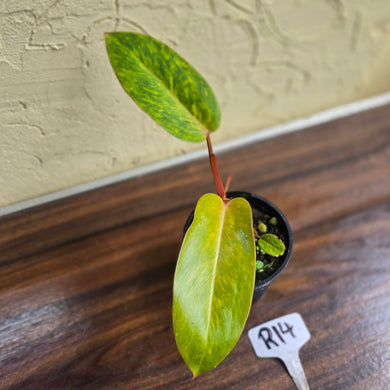 #R14 Philodendron Painted Lady
