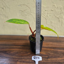 Load image into Gallery viewer, #R14 Philodendron Painted Lady
