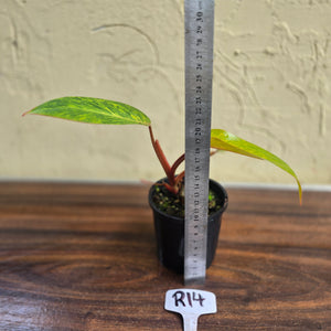 #R14 Philodendron Painted Lady