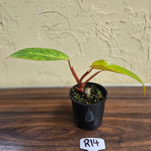 Load image into Gallery viewer, #R14 Philodendron Painted Lady