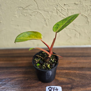 #R14 Philodendron Painted Lady