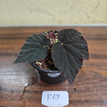 Load image into Gallery viewer, #R67 Begonia U485