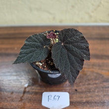 Load image into Gallery viewer, #R67 Begonia U485