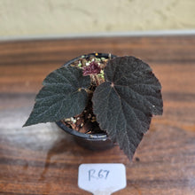 Load image into Gallery viewer, #R67 Begonia U485