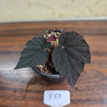 Load image into Gallery viewer, #R67 Begonia U485