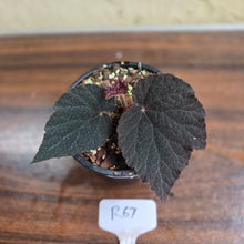 Load image into Gallery viewer, #R67 Begonia U485