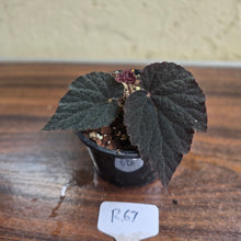 Load image into Gallery viewer, #R67 Begonia U485