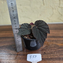 Load image into Gallery viewer, #R67 Begonia U485