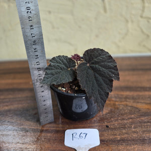 #R67 Begonia U485