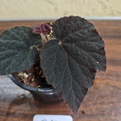 #R67 Begonia U485