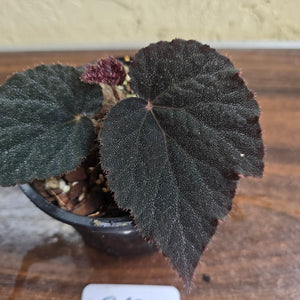 #R67 Begonia U485