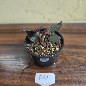 #R67 Begonia U485