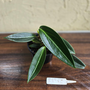 #R89 Peperomia Elongata