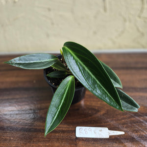 #R89 Peperomia Elongata