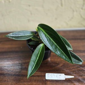 #R89 Peperomia Elongata