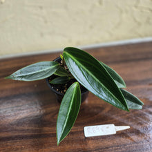 Load image into Gallery viewer, #R89 Peperomia Elongata