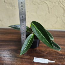 Load image into Gallery viewer, #R89 Peperomia Elongata