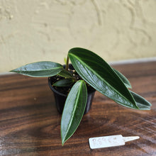 Load image into Gallery viewer, #R89 Peperomia Elongata