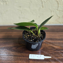 Load image into Gallery viewer, #R89 Peperomia Elongata