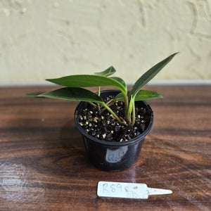#R89 Peperomia Elongata