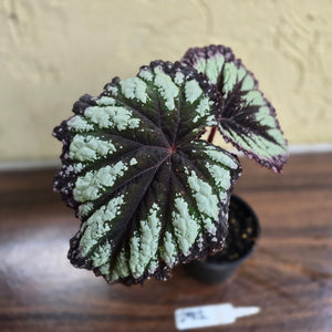 #D912 Begonia Fireworks