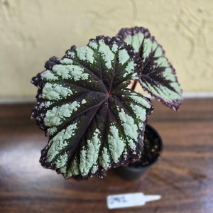 #D912 Begonia Fireworks