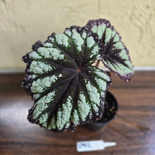 Load image into Gallery viewer, #D912 Begonia Fireworks