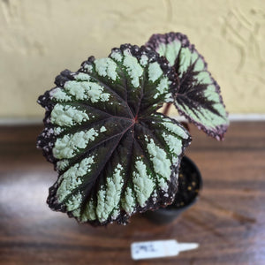 #D912 Begonia Fireworks