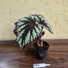 Load image into Gallery viewer, #D912 Begonia Fireworks