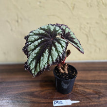 Load image into Gallery viewer, #D912 Begonia Fireworks