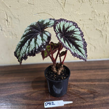 Load image into Gallery viewer, #D912 Begonia Fireworks