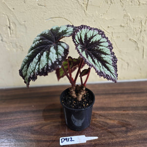 #D912 Begonia Fireworks