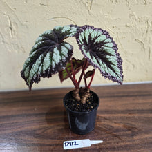 Load image into Gallery viewer, #D912 Begonia Fireworks