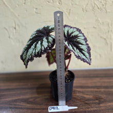 Load image into Gallery viewer, #D912 Begonia Fireworks