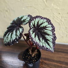 Load image into Gallery viewer, #D912 Begonia Fireworks