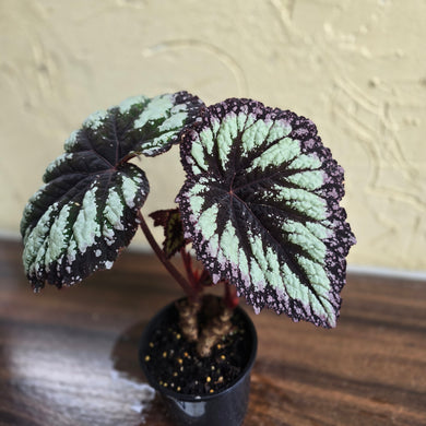 #D912 Begonia Fireworks